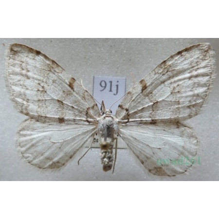 Epirrita autumnata (Borkhausen, 1794) Paśnik jesieniak Czech91j